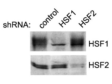 Anti-HSF-2, clone 3E2
