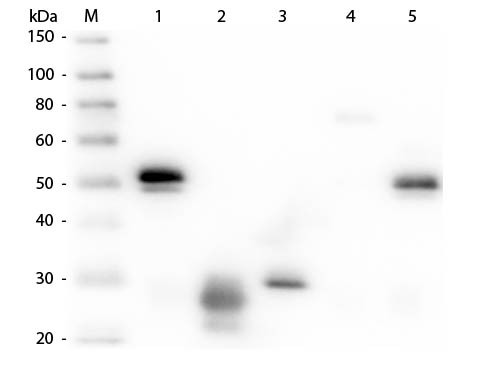 Anti-Rabbit IgG (H&amp;L) [Rat] (Min X Hu, Gt, Rt serum proteins)