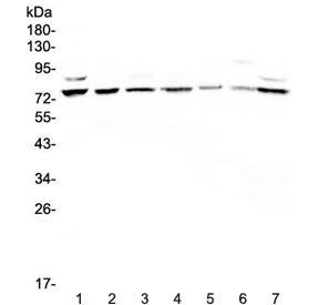 Anti-ELF1 / E74 like factor 1