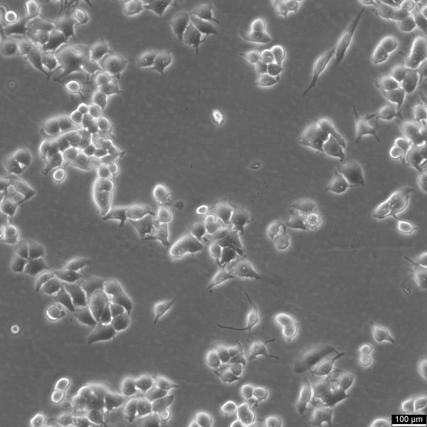 NCI-H3122 Cells