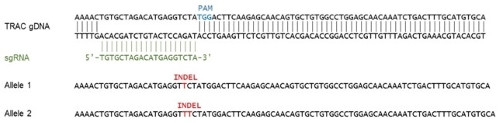 TCR Knockout Jurkat Cell Line