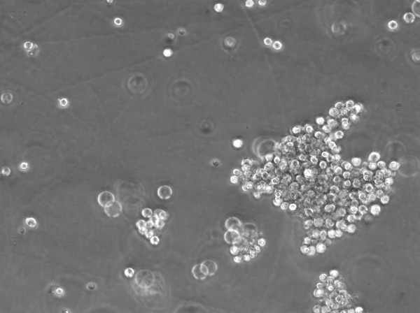 L-428 Cells