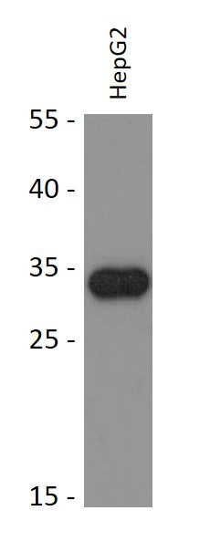 Anti-SARNP / CIP29