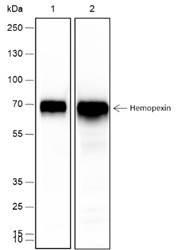 Anti-Recombinant Hemopexin, clone A452