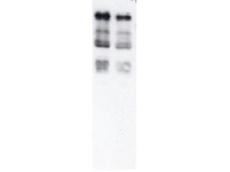 Anti-UBIQUITIN