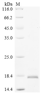 Hepcidin (Hamp), partial, rat, recombinant