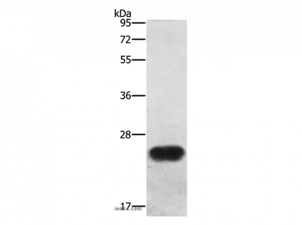 Anti-BCAS4