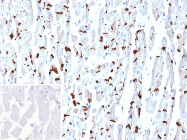 Anti-N-Cadherin / Cadherin-2 / CD325 (NCAD), clone CDH2/9494