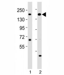 Anti-Kdm6a