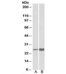 Anti-Peroxiredoxin 6