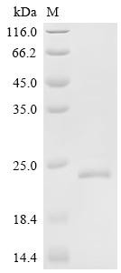 Double homeobox protein 4 (DUX4), partial, human, recombinant