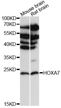Anti-HOXA7