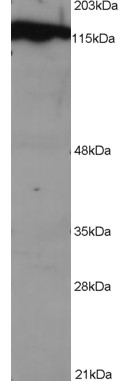 Anti-DDB1, C-terminal