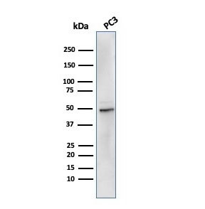 Anti-Ornithine Decarboxylase / ODC1, clone rODC1/485
