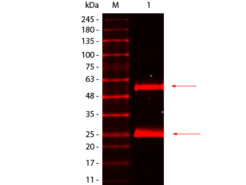 Anti-Mouse IgG (H&amp;L), DyLight (TM) 680 conjugated