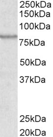 Anti-ABCB5, Internal