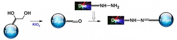 iFluor(TM) 405 hydrazide