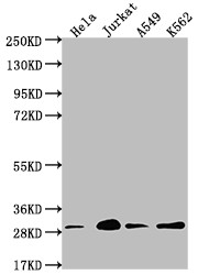 Anti-YWHAG Recombinant Monoclonal, clone 13C9
