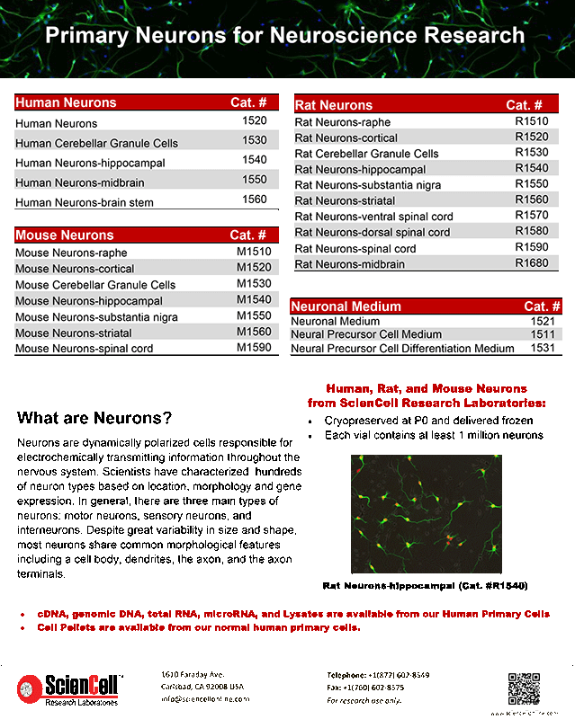 Primary Neurons for Neuroscience Research