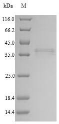 Collectin-11 (COLEC11), human, recombinant