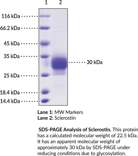 Sclerostin (human, recombinant)