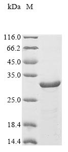 Interleukin-23 subunit alpha (IL23A), swine, recombinant