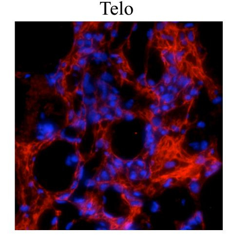 Anti-COL1A1