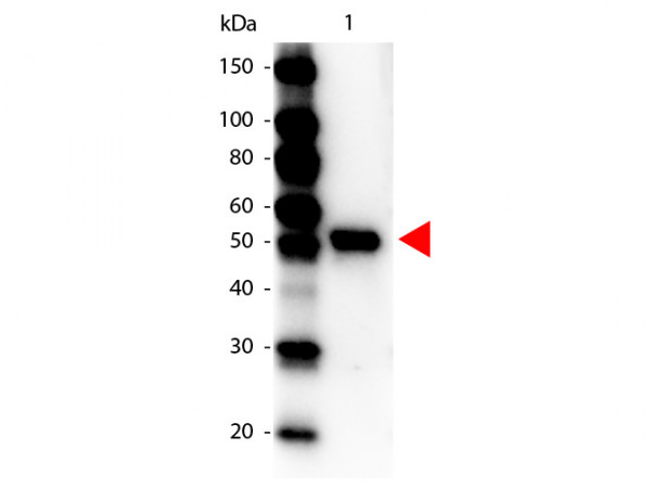 Anti-CARBOXYPEPTIDASE Y, Peroxidase Conjugated
