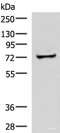 Anti-ZNF263