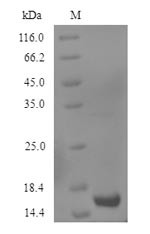Growth/differentiation factor 2 (GDF2), partial, human, recombinant