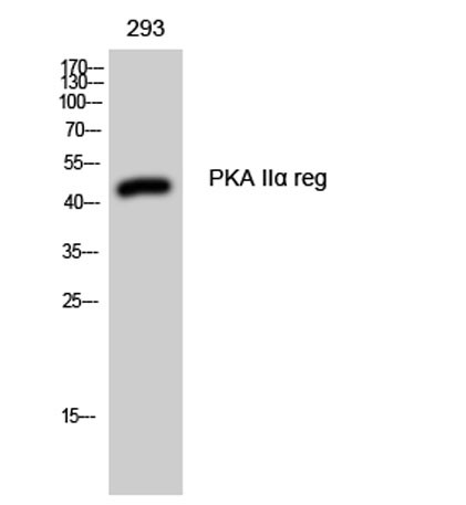 Anti-PKA IIalpha reg