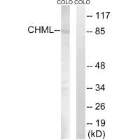 Anti-CHML