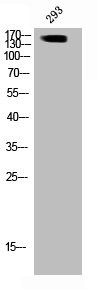 Anti-Phospho-ARHGAP35 (Y1105)