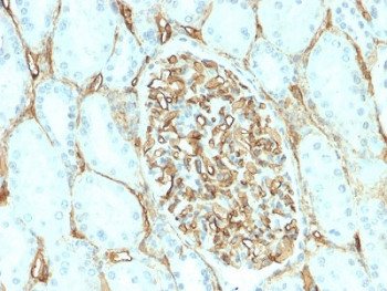 Anti-CD34, clone HPCA1/2598R