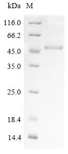 Sorting nexin-16 (SNX16), human, recombinant