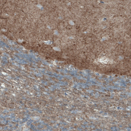 Anti-THY1, clone CL1040