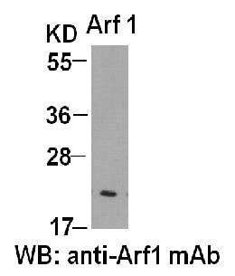 Anti-Arf1, monoclonal