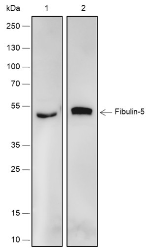 Anti-Recombinant Fibulin-5, clone A566