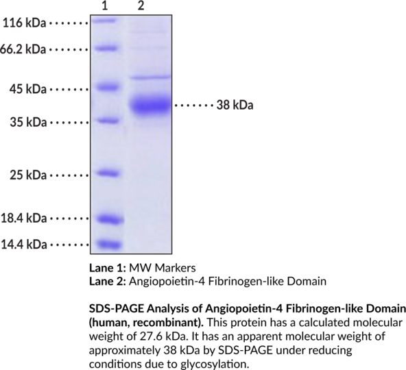 Angiopoietin-4 Fibrinogen-like Domain (human, recombinant)