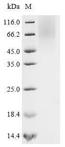Atrial natriuretic peptide-converting enzyme (CORIN), partial, recombinant human
