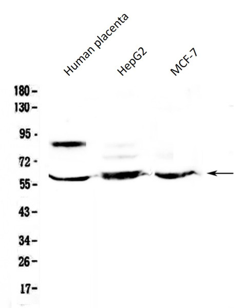 Anti-HSF2