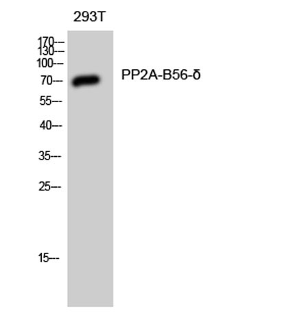 Anti-PP2A-B56-delta