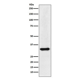 Anti-hnRNP A1 / HNRNPA1, clone ABEC-8