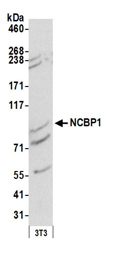 Anti-NCBP1/CBP80