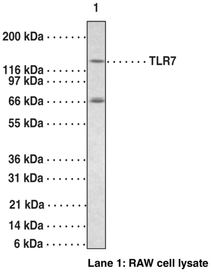 Anti-Toll-Like Receptor 7