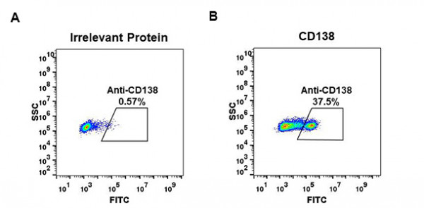 Anti-CD138 antibody(DM56), Rabbit mAb