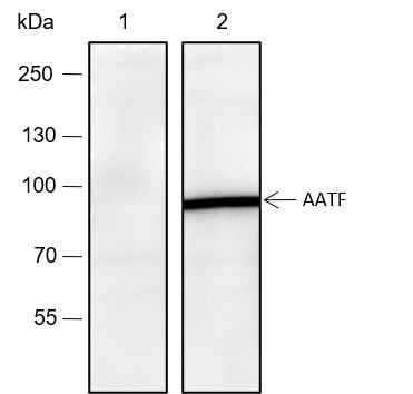 Anti-Recombinant AATF, clone A118