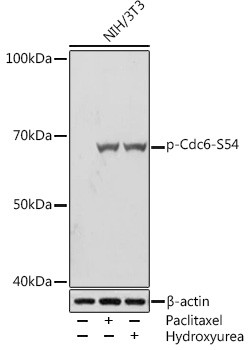 Anti-phospho-Cdc6 (Ser54)
