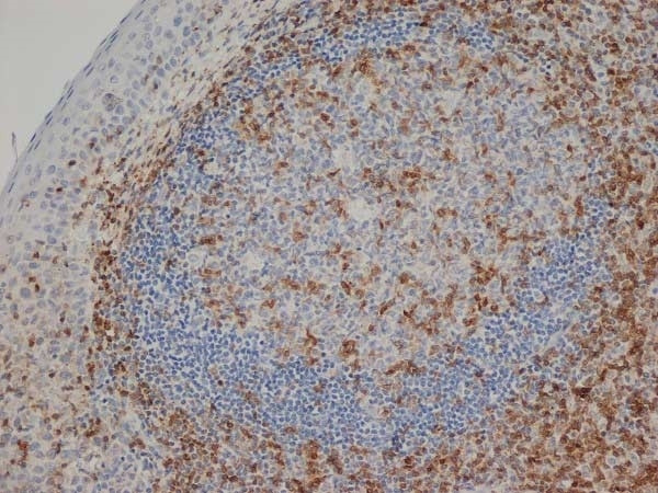 Anti-CD3, clone CD3-12