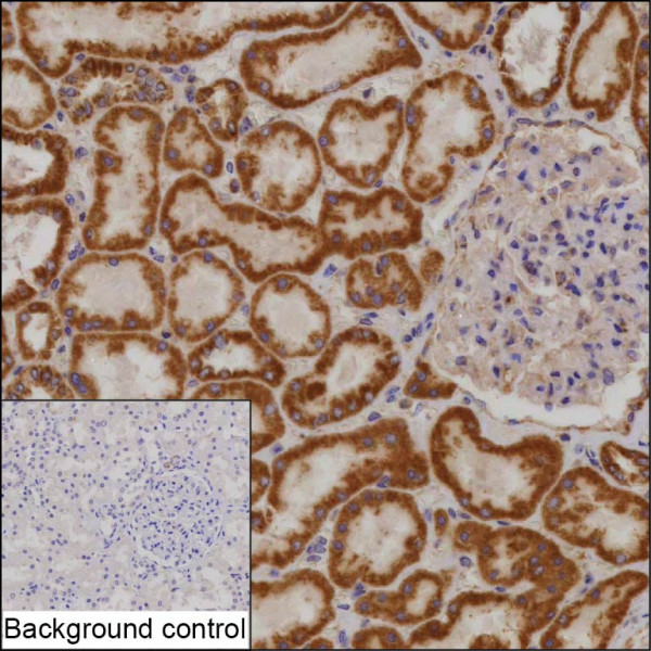 Anti-COA3